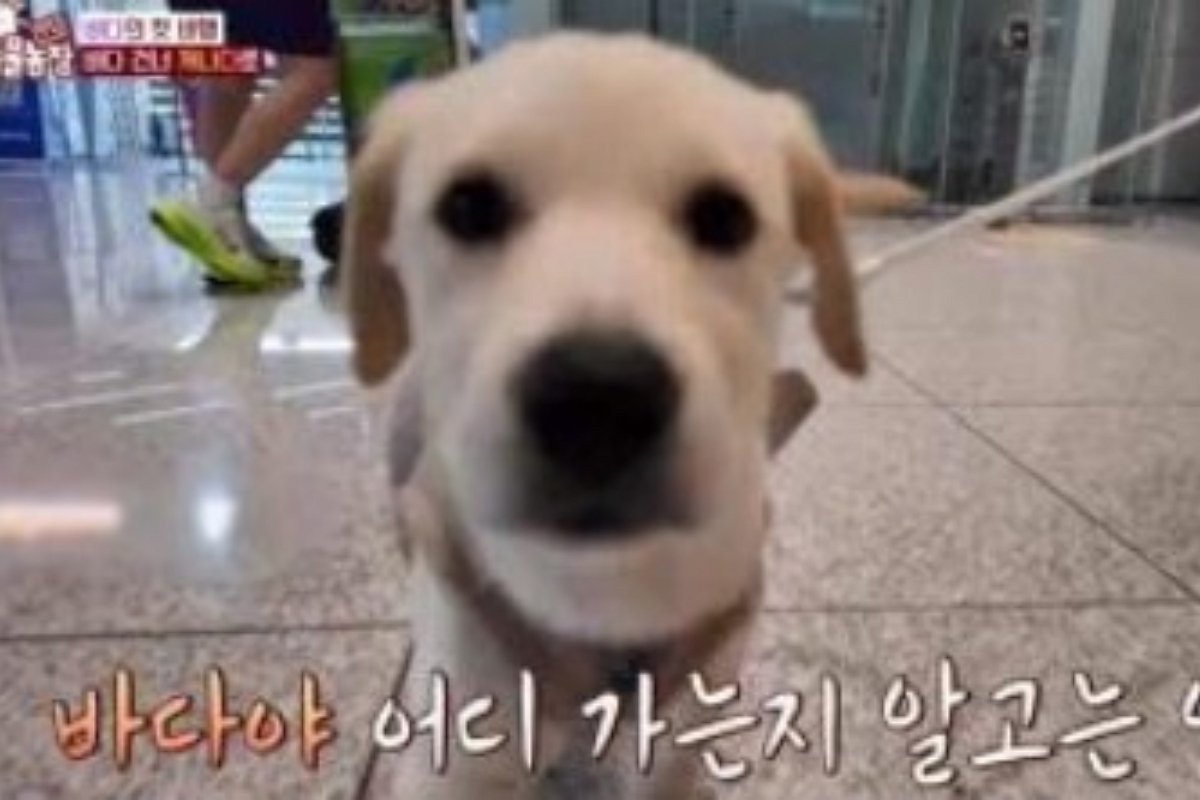 출처: SBS ‘TV동물농장’